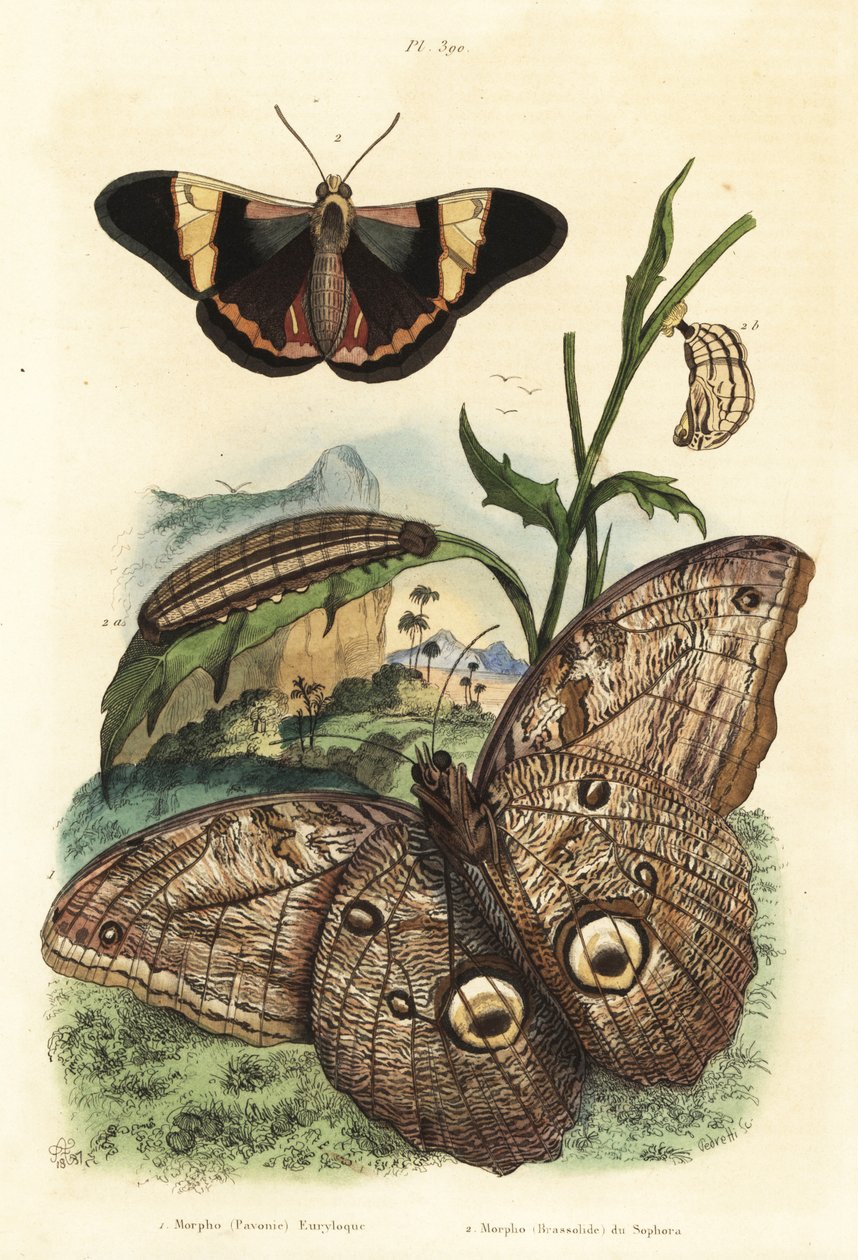 Bosreus uilvlinder, Caligo eurilochus 1 en Brassolis sophorae vlinder, pop en rups 2 door Unbekannt