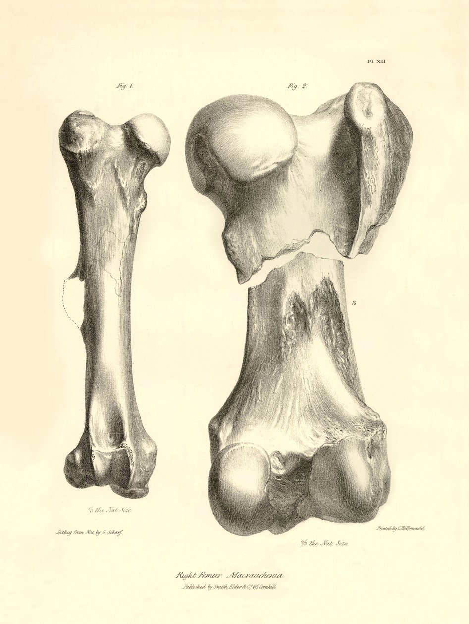 Fossiele botten (dijbeen) van het verdwenen prehistorische dier Macrauchenia beschreven door Charles Darwin tijdens zijn expeditie aan boord van de Beagle. Plaat uit 