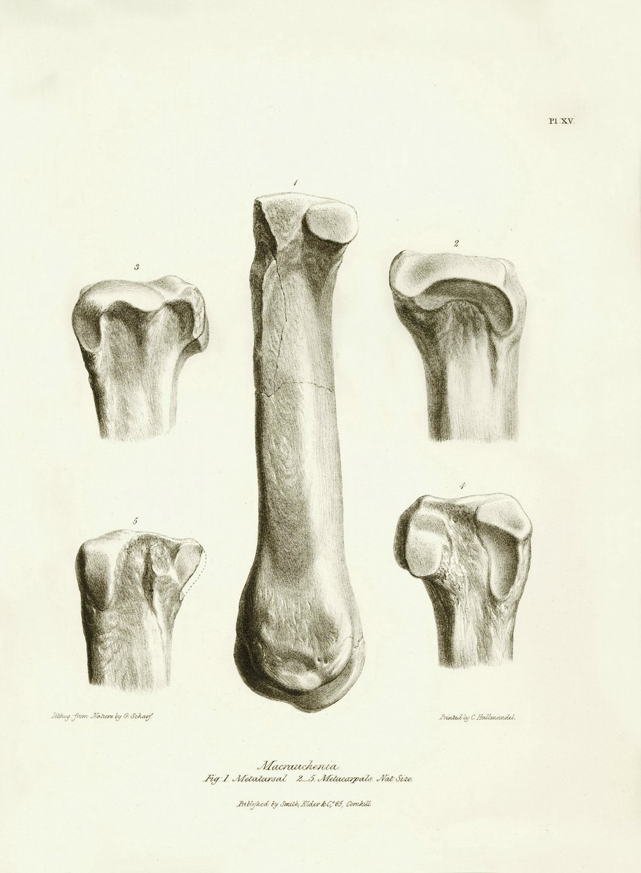 Fossiele botten (metatarse en metacarpe) van het uitgestorven prehistorische dier Macrauchenia beschreven door Charles Darwin tijdens zijn expeditie aan boord van de Beagle. Plaat uit 