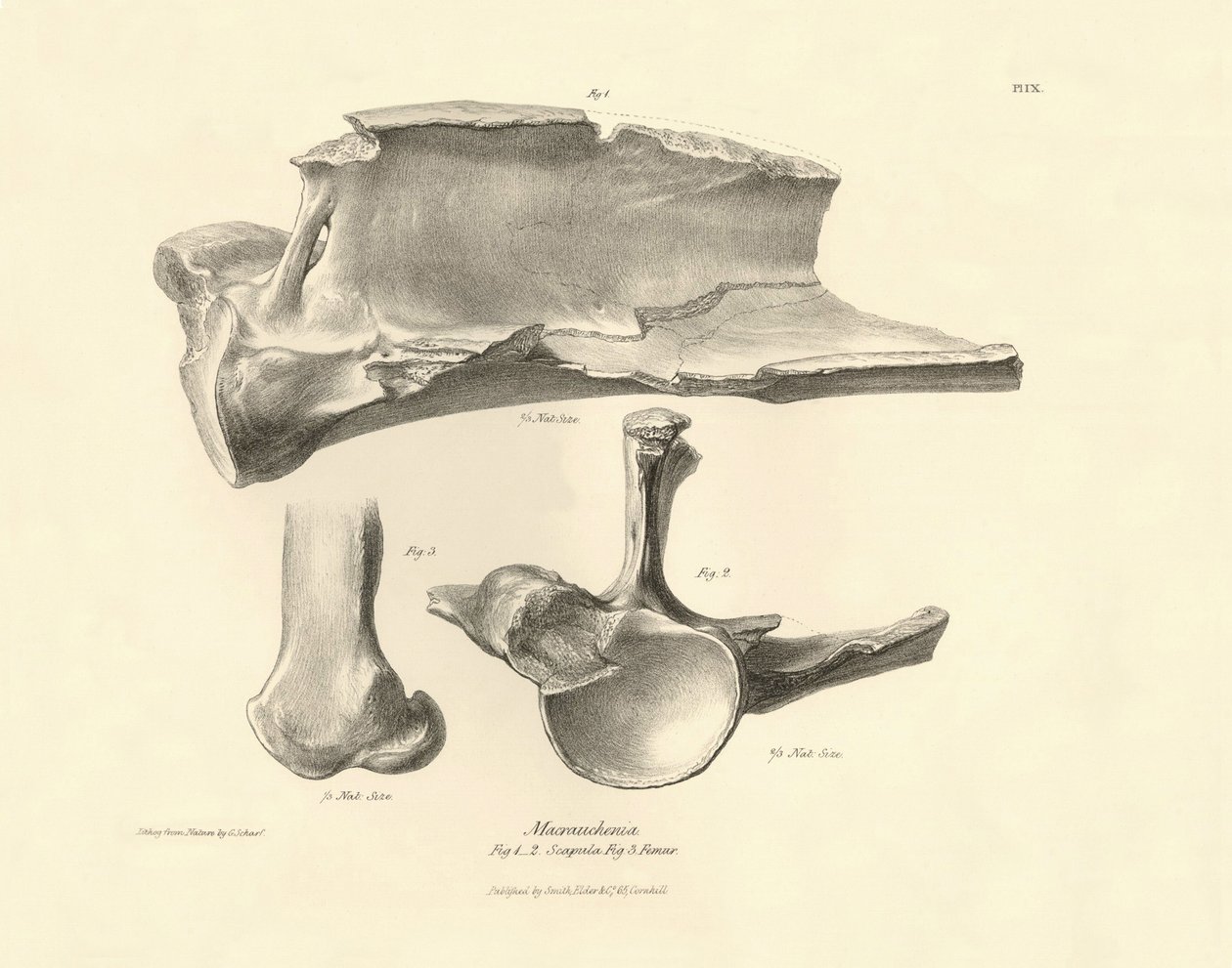 Fossiele botten (scapula) van het uitgestorven prehistorische dier Macrauchenia beschreven door Charles Darwin tijdens zijn expeditie aan boord van de Beagle. Plaat uit 