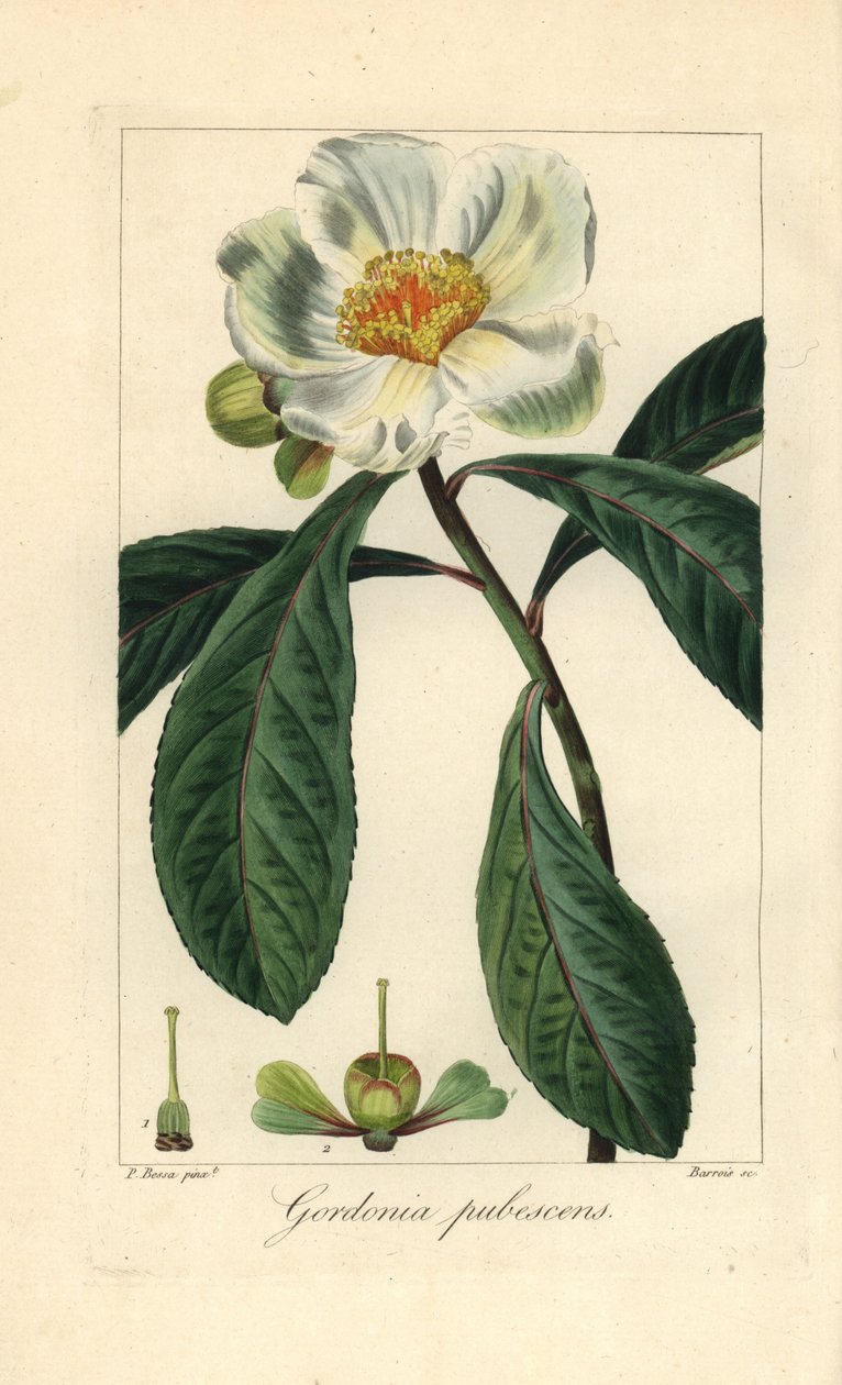 Franklin boom, Franklinia alatamaha, inheems in Amerika, uitgestorven in het wild door Unbekannter Künstler