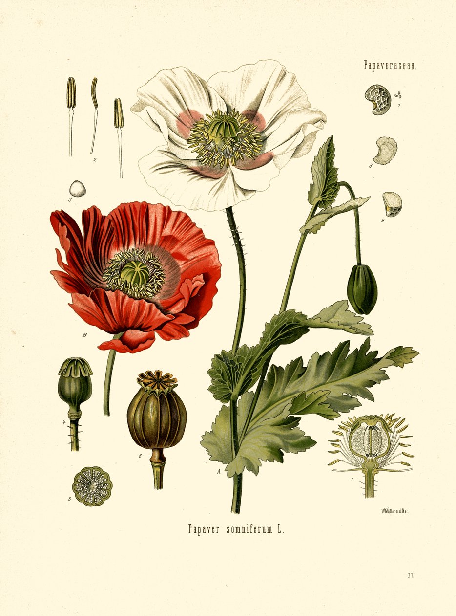 Tuinpapaver door Unbekannter Künstler