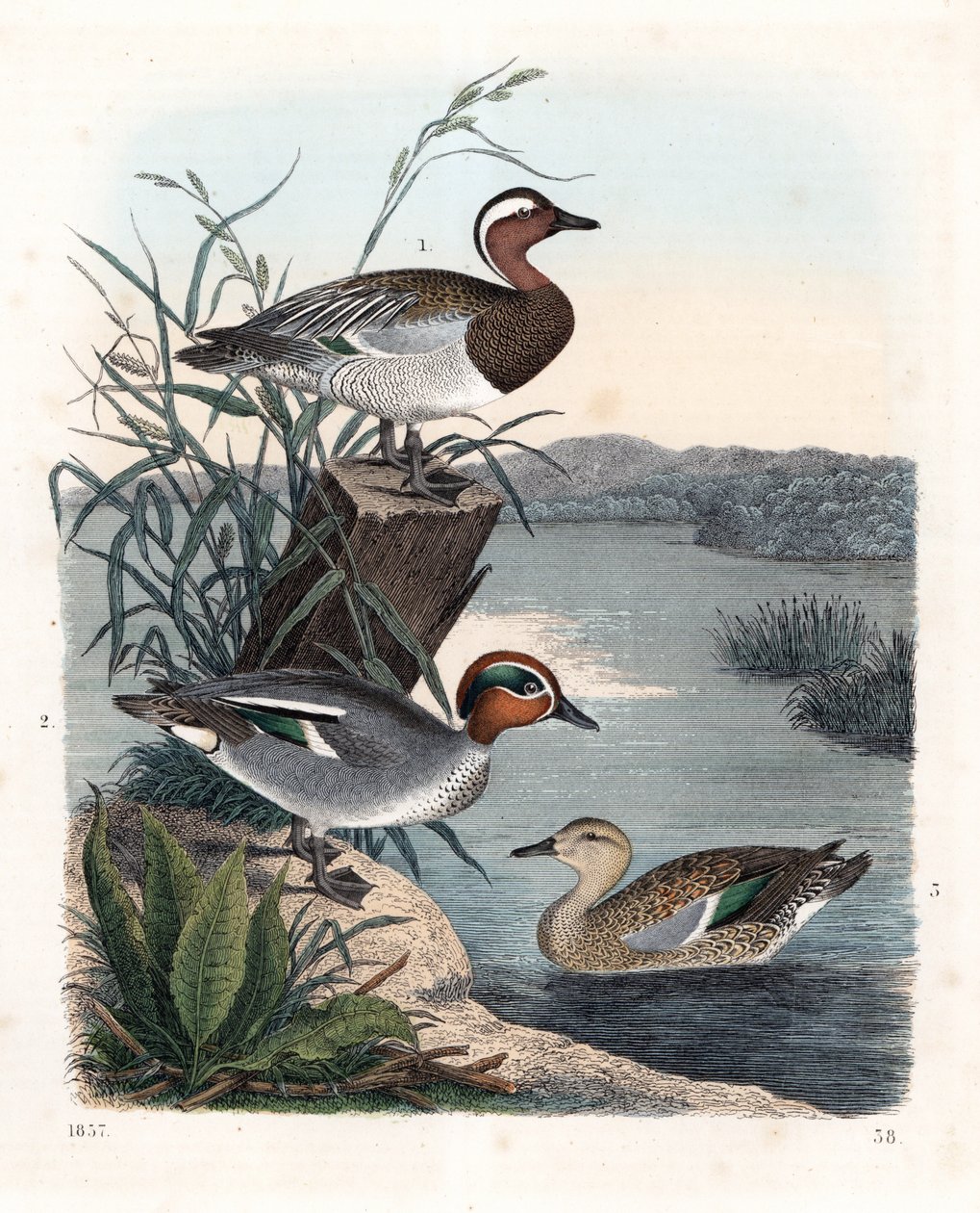 Garganey - zomertaling - Anas querquedula 1, en wintertaling - Anas crecca, mannetje 2, en vrouwtje 3. Handgekleurde lithografie uit Carl Hoffmann