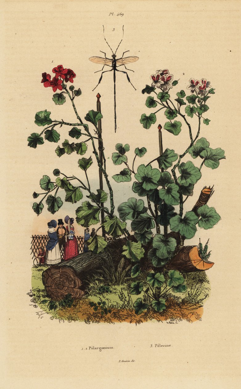 Geraniumsoorten, Pelargonium daveyanum 1 en Pelargonium macranthon 2 door Unbekannt
