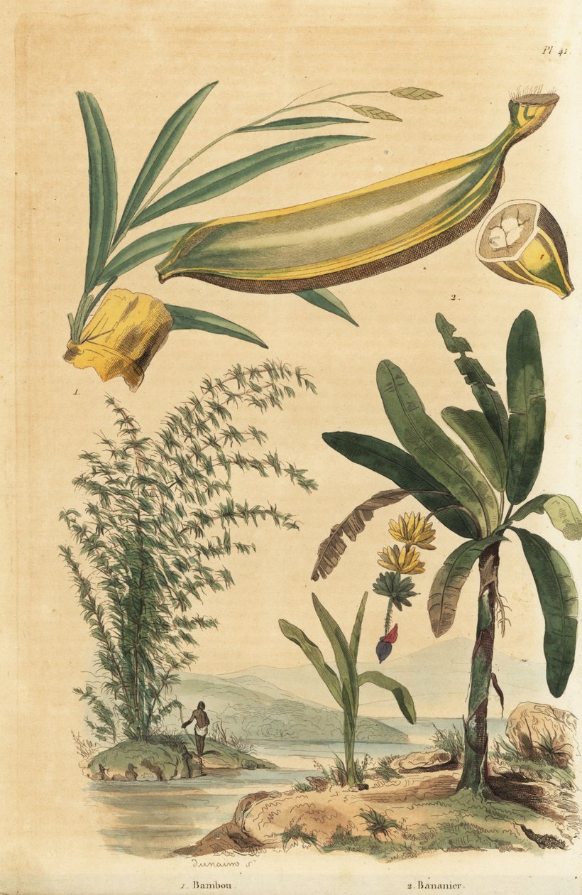 Reuzenstekelige bamboeplant, Bambusa bambos (Bambos arundinacea) en bananenboom met fruit en dwarsdoorsnede, Musa paradisiaca door Unbekannt