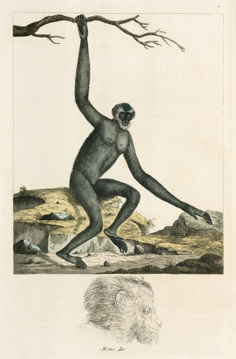 Gibbon door Unbekannter Künstler