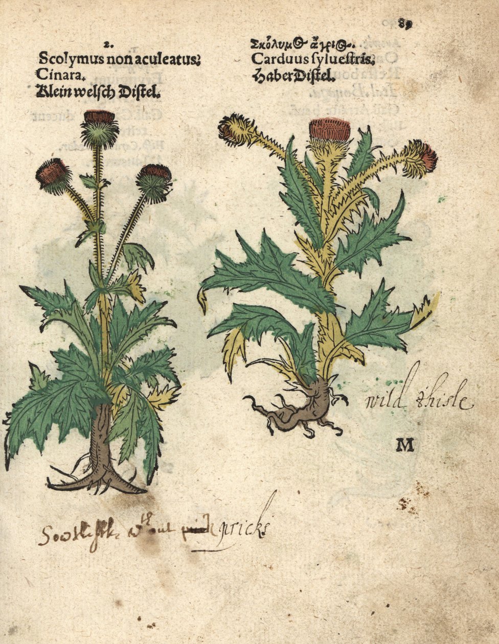 Artisjok, Cynara cardunculus var. scolymus, en wilde distel, Carduus sylvestris door Unbekannter Künstler