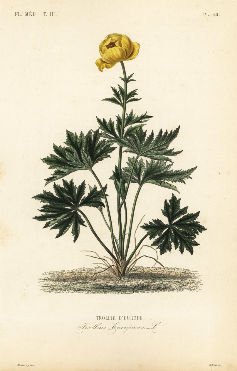 Kogelbloem, Trollius europaeus, Trollie d