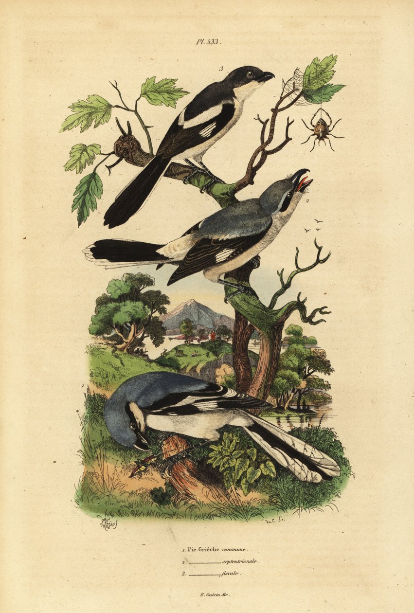 Grote klauwier, Lanius excubitor, grijsrugklauwier, Lanius excubitoroides, en klauwier, Lanius collaris door Unbekannt