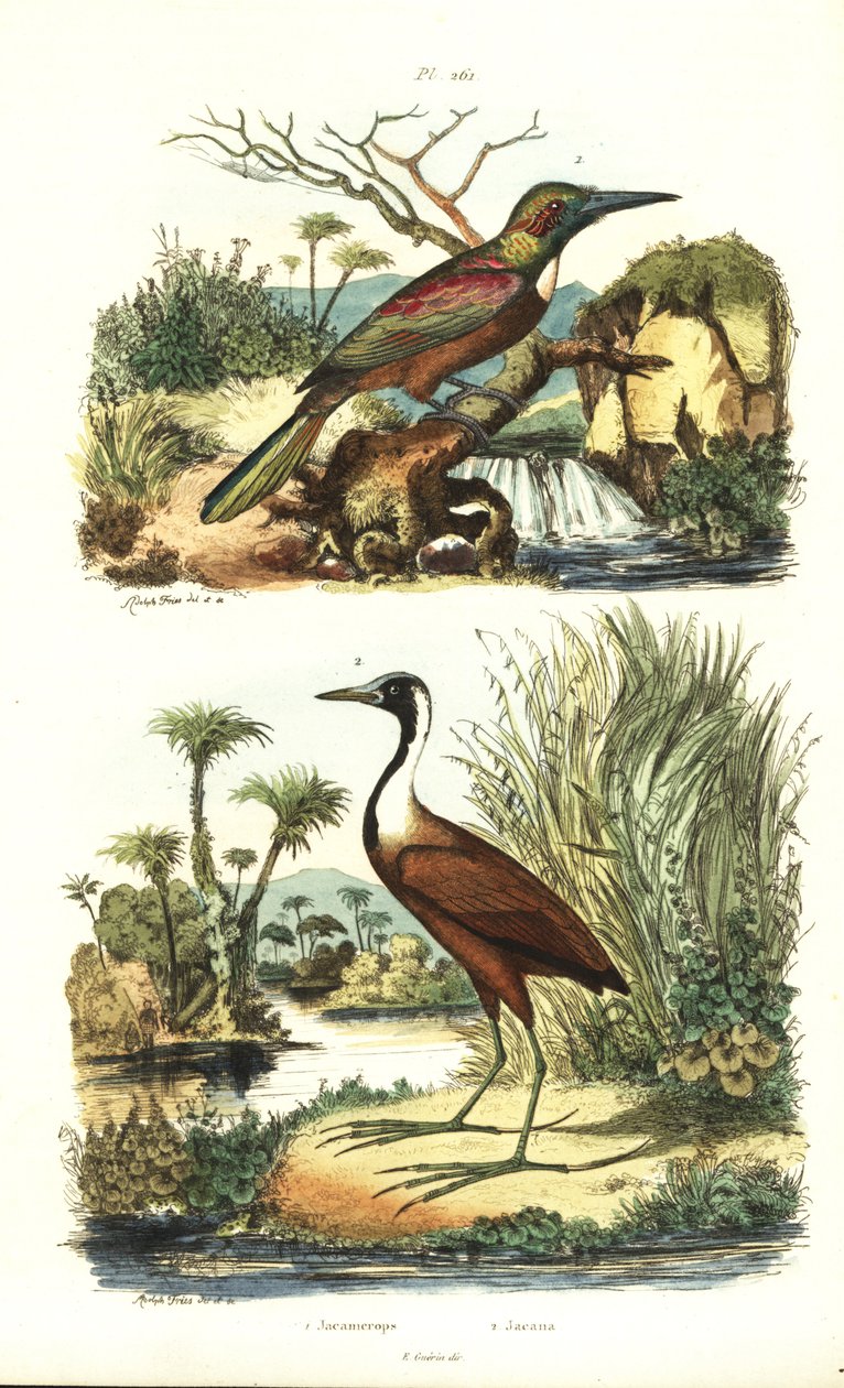 Grote jakamar, Jacamerops aureus, en noordelijke jacana, Jacana spinosa door Unbekannt