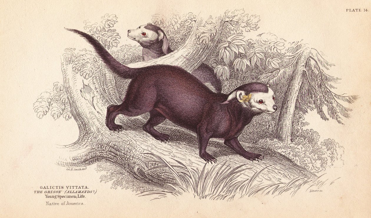 Grote grison, Gallictis vittata - William Jardine