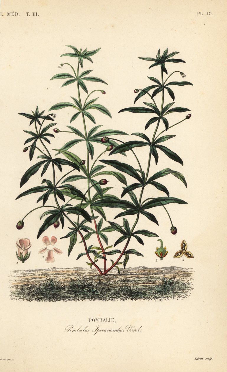 Groenviooltje of bochelbloem, Hybanthus calceolaria, Pombalia ipecacuanha, Pombalie door Unbekannt
