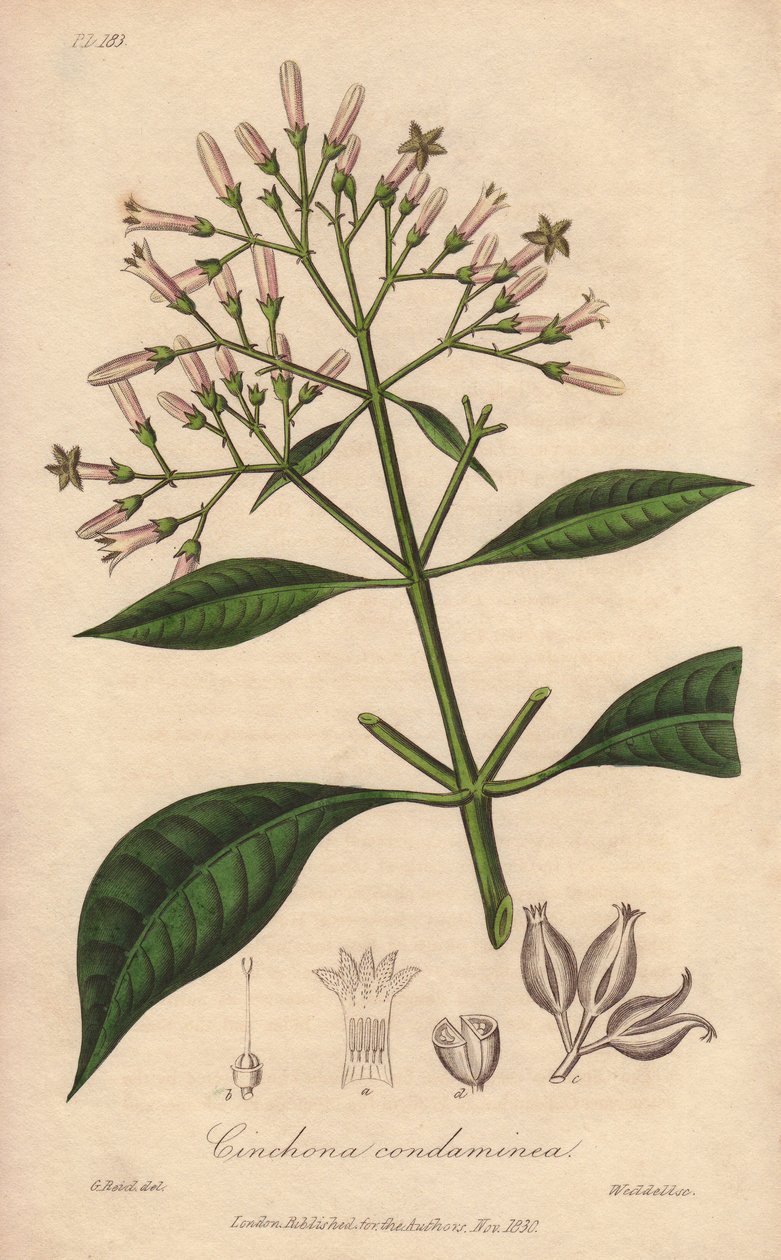 Grijze kinabast (Cinchona officinalis) - Sterk water door William Clarke ter illustratie van 