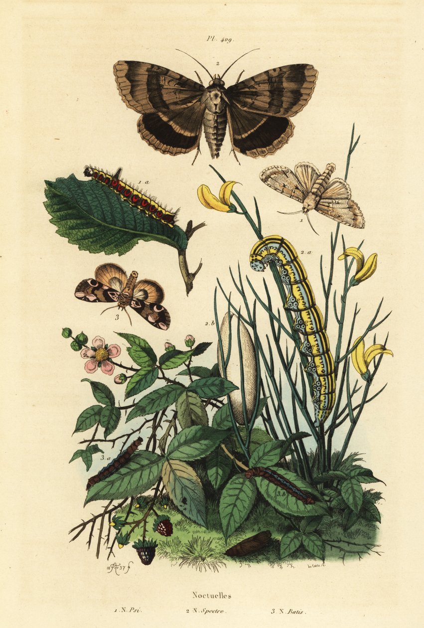 Grijze dolkvlinder en larve, Acronicta psi 1, Apopestes spectrum mot en larve 2, perzikbloesem mot en rups, Thyatira batis 3 door Unbekannt