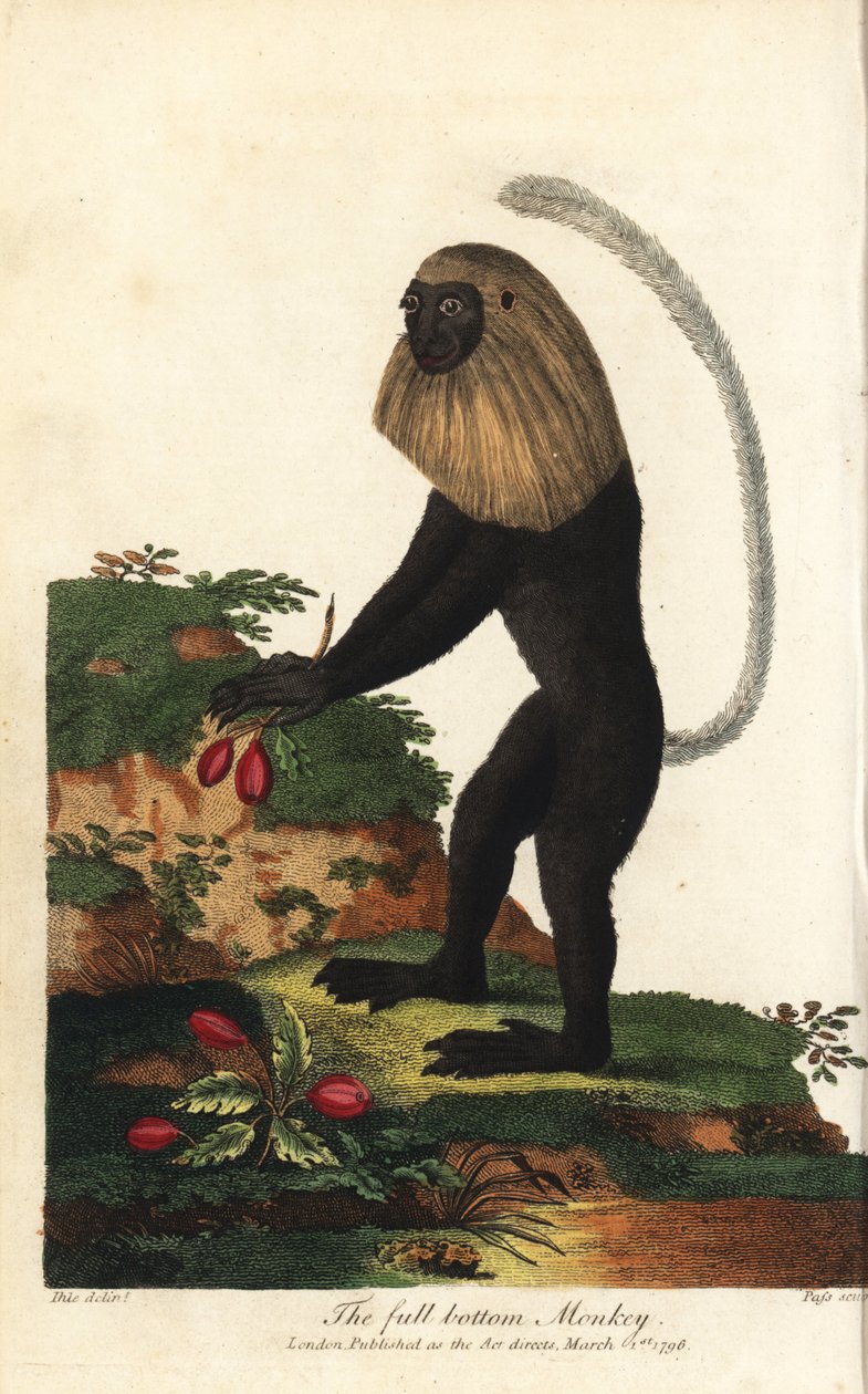 Guereza van Angola of Angolese zwart-witte colobe - Angola colobus, Colobus angolensis. Volledige onderkant aap, genoemd naar zijn gelijkenis met een pruik met volledige onderkant. Handgekleurde kopergravure door J. Pass naar een illustratie door Johann Ja door Unbekannter Künstler