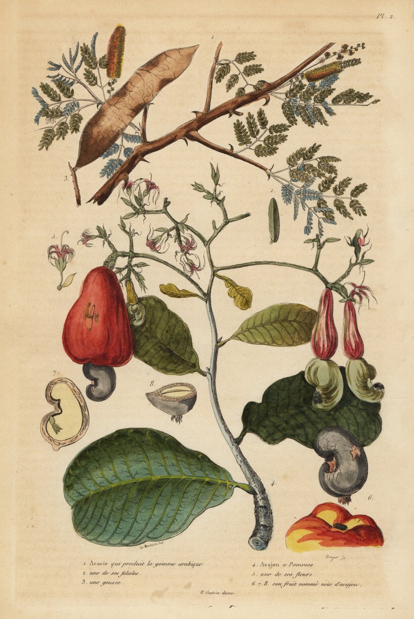 Arabische gomboom, Senegalia senegal (Acacia verek) en cashewnootboom, Anacardium occidentale door Unbekannt