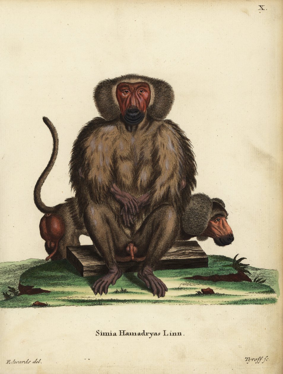 Hamadryas baviaan, Papio hamadryas. Simia hamadryas Linn. Handgekleurde kopergravure door Tyroff naar een illustratie door George Edwards uit Johann Christian Daniel Schreber