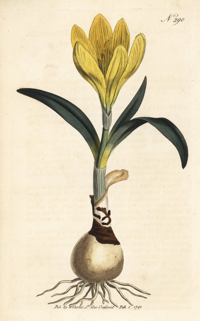 Oogst - Herfstnarcis, Sternbergia lutea (Gele amaryllis, Amaryllis lutea) - Handgekleurde kopergravure uit William Curtis