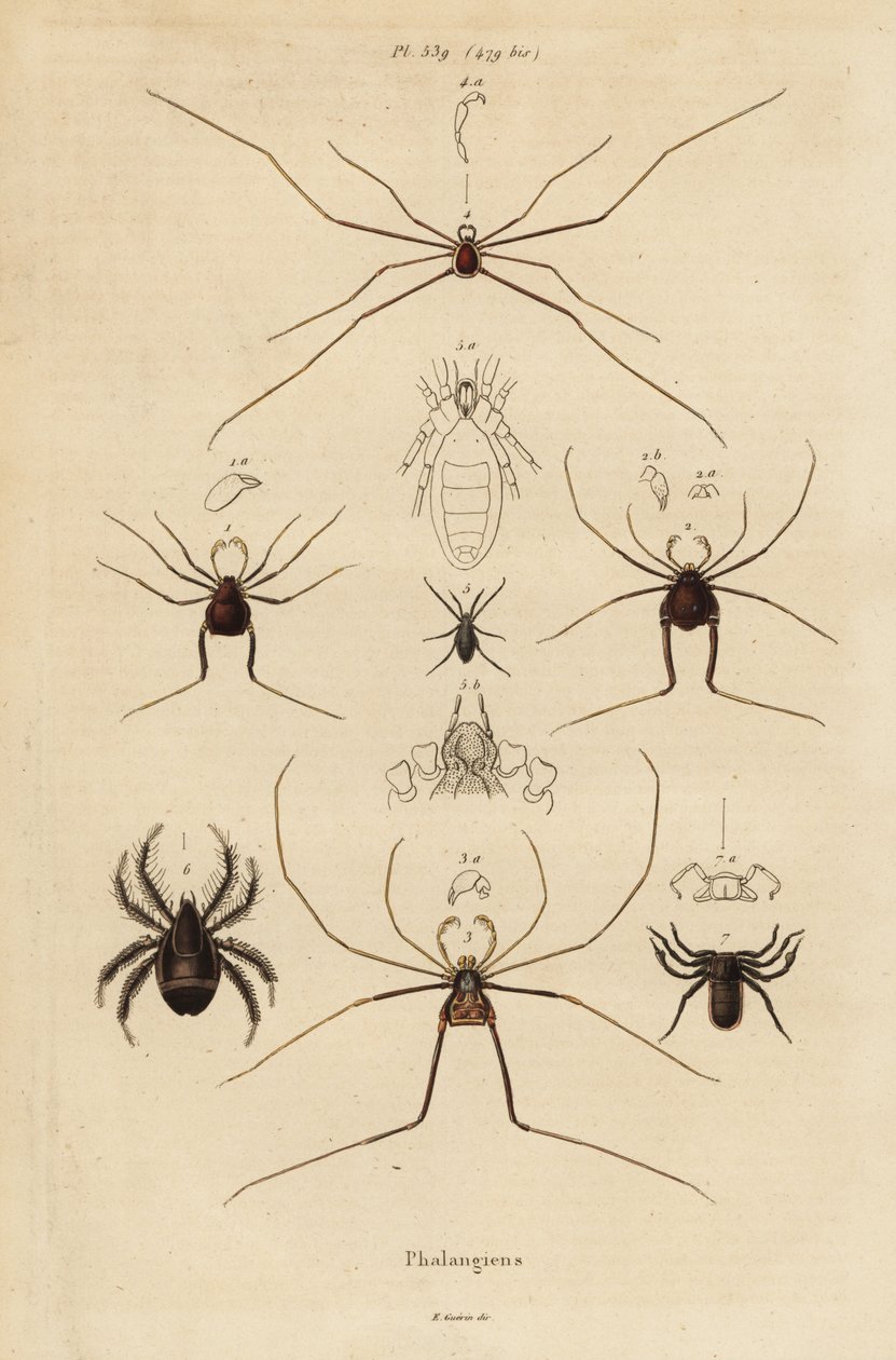 Hooiwagens, oogsters of langpootmuggen, Opiliones soorten door Unbekannt