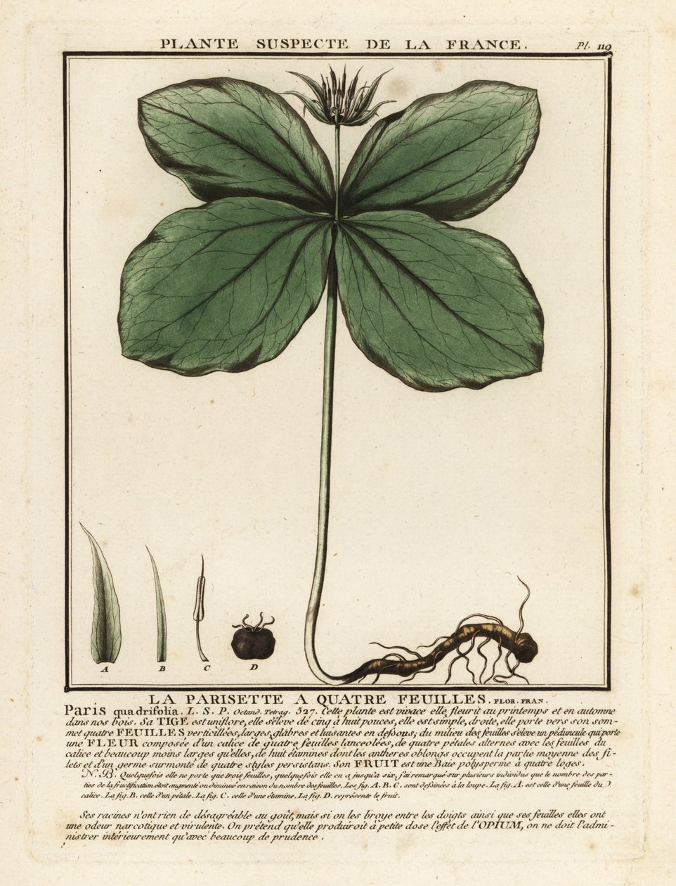 Eenbes, Paris quadrifolia door Unbekannter Künstler
