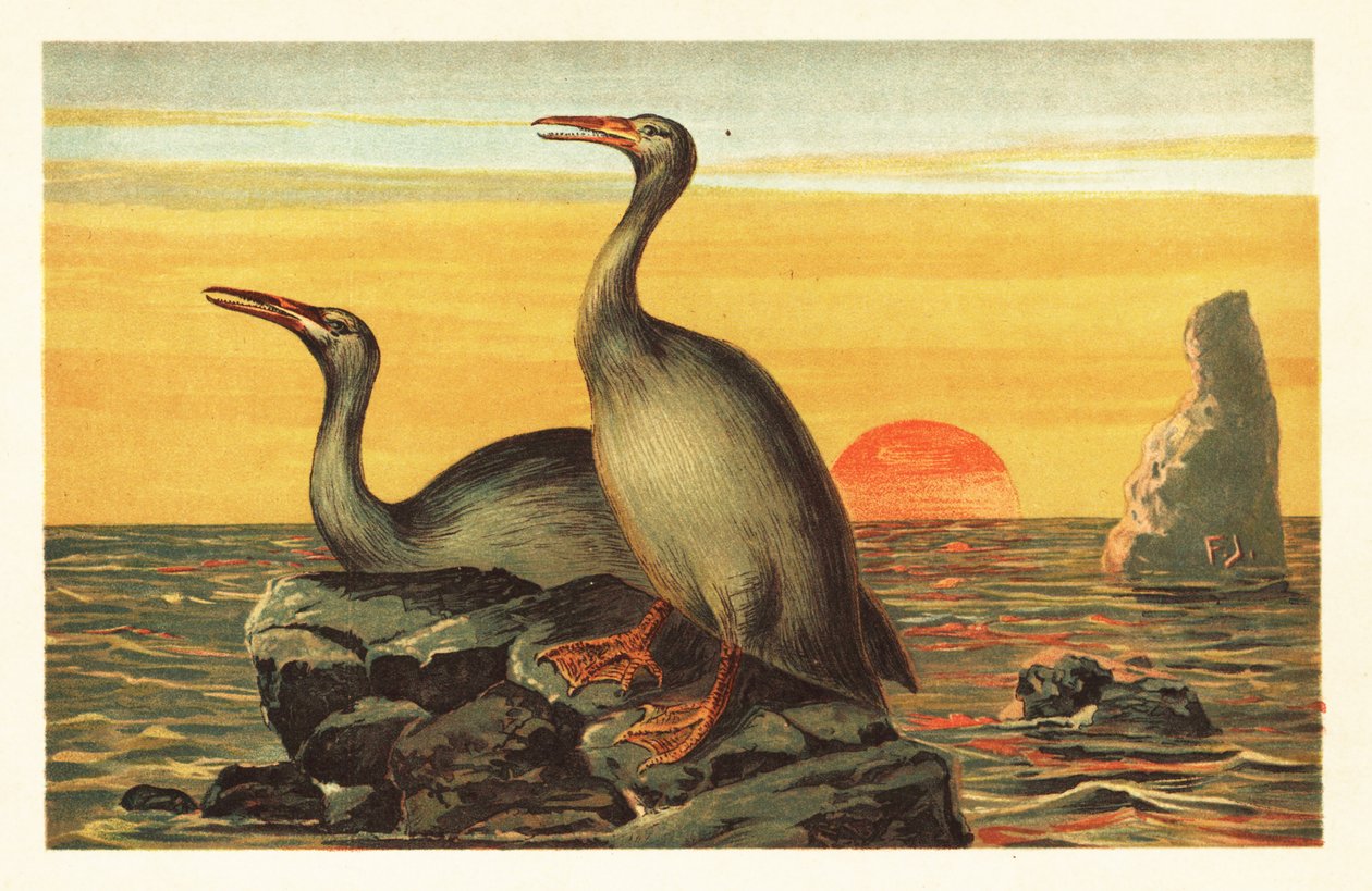 Hesperornis regalis, uitgestorven aalscholverachtige vogel. 1908 (lithografie) door Unbekannter Künstler