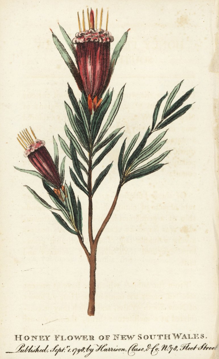 Honingbloem van New South Wales, Australië. Handgekleurde kopergravure uit 