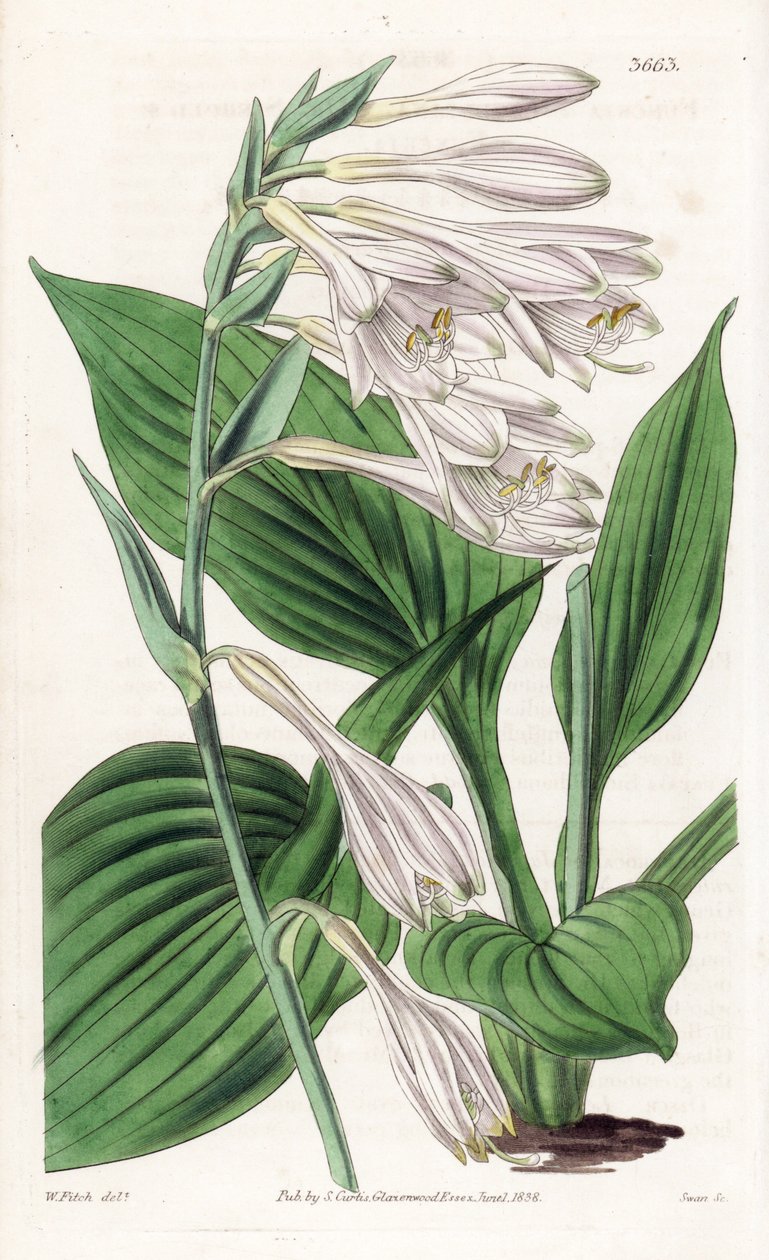 Hosta uit Japan - Hosta sieboldii. Handgekleurde kopergravure naar een botanische illustratie van Walter Fitch uit William Jackson Hooker
