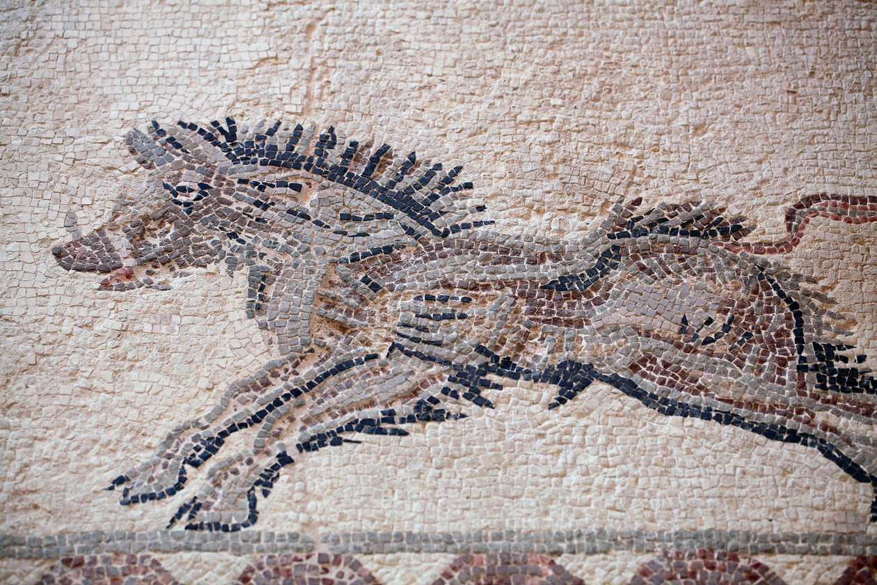 Jachtscène: Een wild zwijn - Paphos mozaïeken, Huis van Dionysos - Eind 2e eeuw na Christus - Cyprus - Jachtscène: Zwijn in beweging - Mozaïeken van Paphos, Huis van Dionysos - Eind 2e eeuw na Christus - UNESCO-site, Cyprus door William M. Timlin
