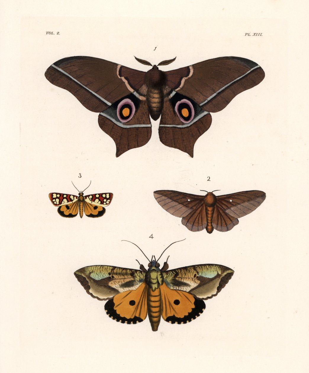 Imbrasia epimethea (Saturnia epimethea) 1, roze-gestreepte eikenwormmot, Anisota virginiensis (Dryocampa virginiensis) 2, Crameria aegocera (Aegocera amabilis) 3, en Eudocima materna (Triphaena materna) 4. Handgekleurde lithografie uit John O. Westwood