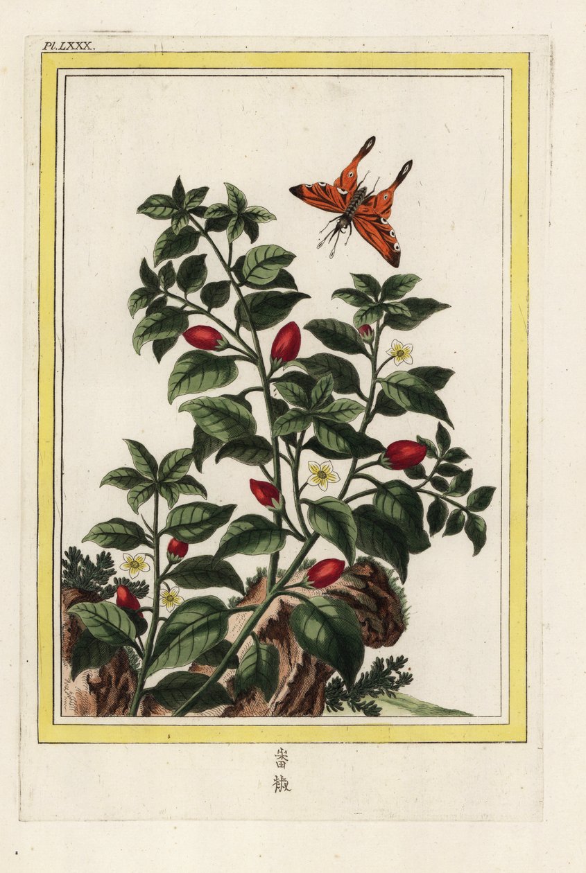 Indiaanse peper, Capsicum annuum door Unbekannter Künstler