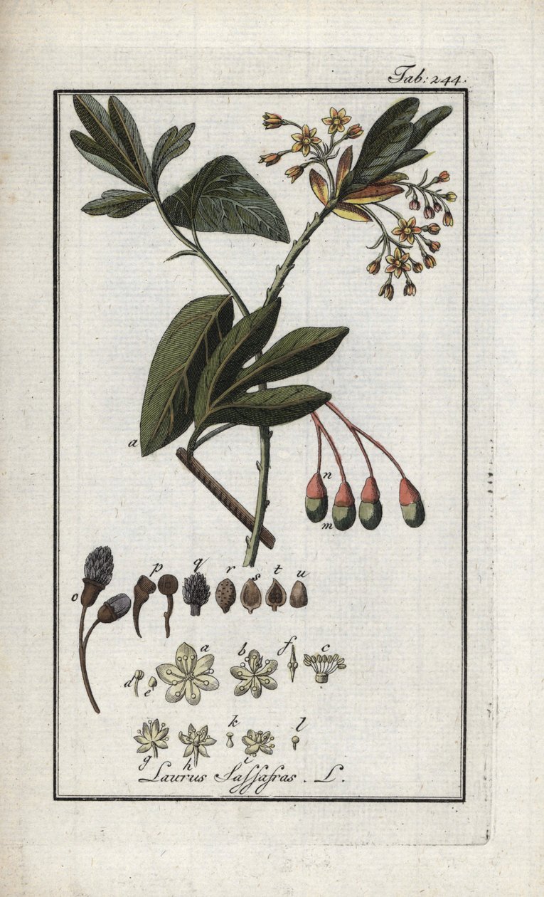 Irokees laurier (Sassafras albidum). Lithografie uit 