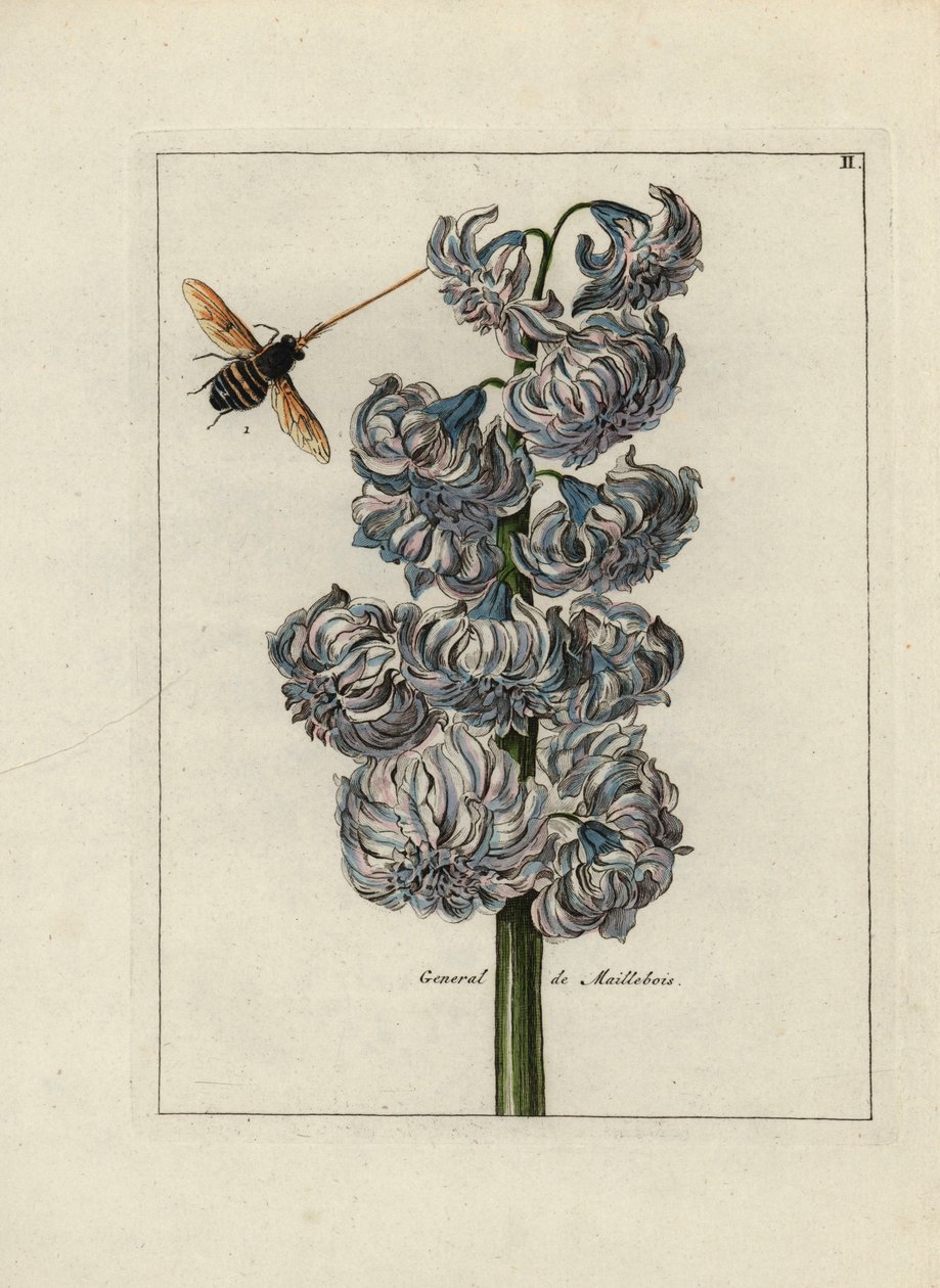 Jacinth (of hyacint), variete general door Maillebois, met een bij - Lithografie toegeschreven aan Paul Theodor van Brussel (1754-1795), auteur van het omslagboeket, of A.Bres., beïnvloed door Nicolas Robert (1614-1685), gepubliceerd in 