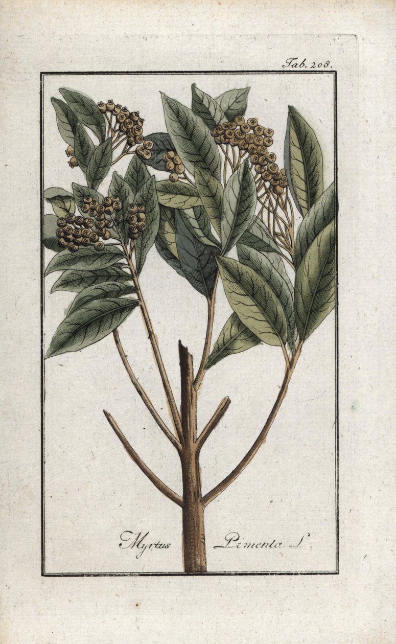 Jamaicaanse peper of vierkruidenpeper (Pimenta dioica). Lithografie uit “Afbeelding der Artseny-Gewassen” door Johannes Zorn (1739-1799), Nederland door Unbekannter Künstler