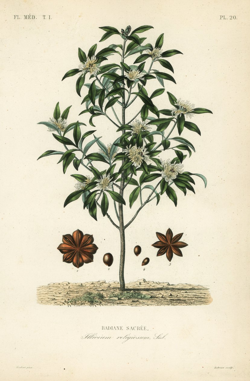 Japanse steranijs, Illicium anisatum, Illicium religiosum, Badiane sacree door Unbekannt