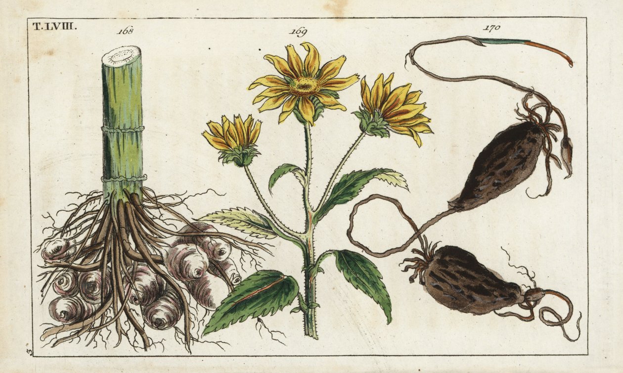 Aardpeer (Helianthus tuberosus) door Unbekannter Künstler