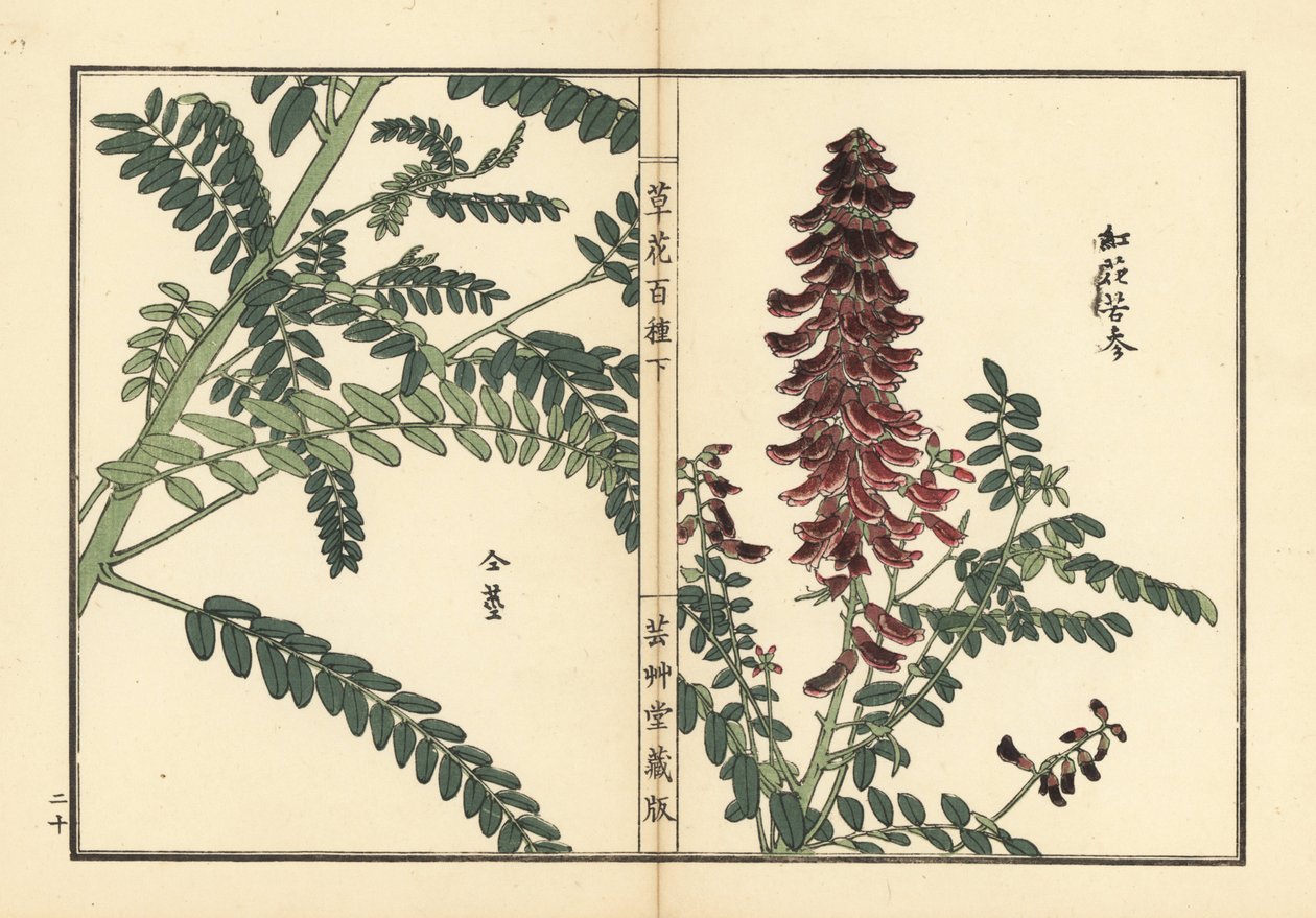 Kouka of kujin, Sophora flavescens. Wortel gebruikt in de Chinese geneeskunde als ku shen - Kusa Bana Hyakushu (Honderd variëteiten bloemen), Tokyo door Unbekannter Künstler