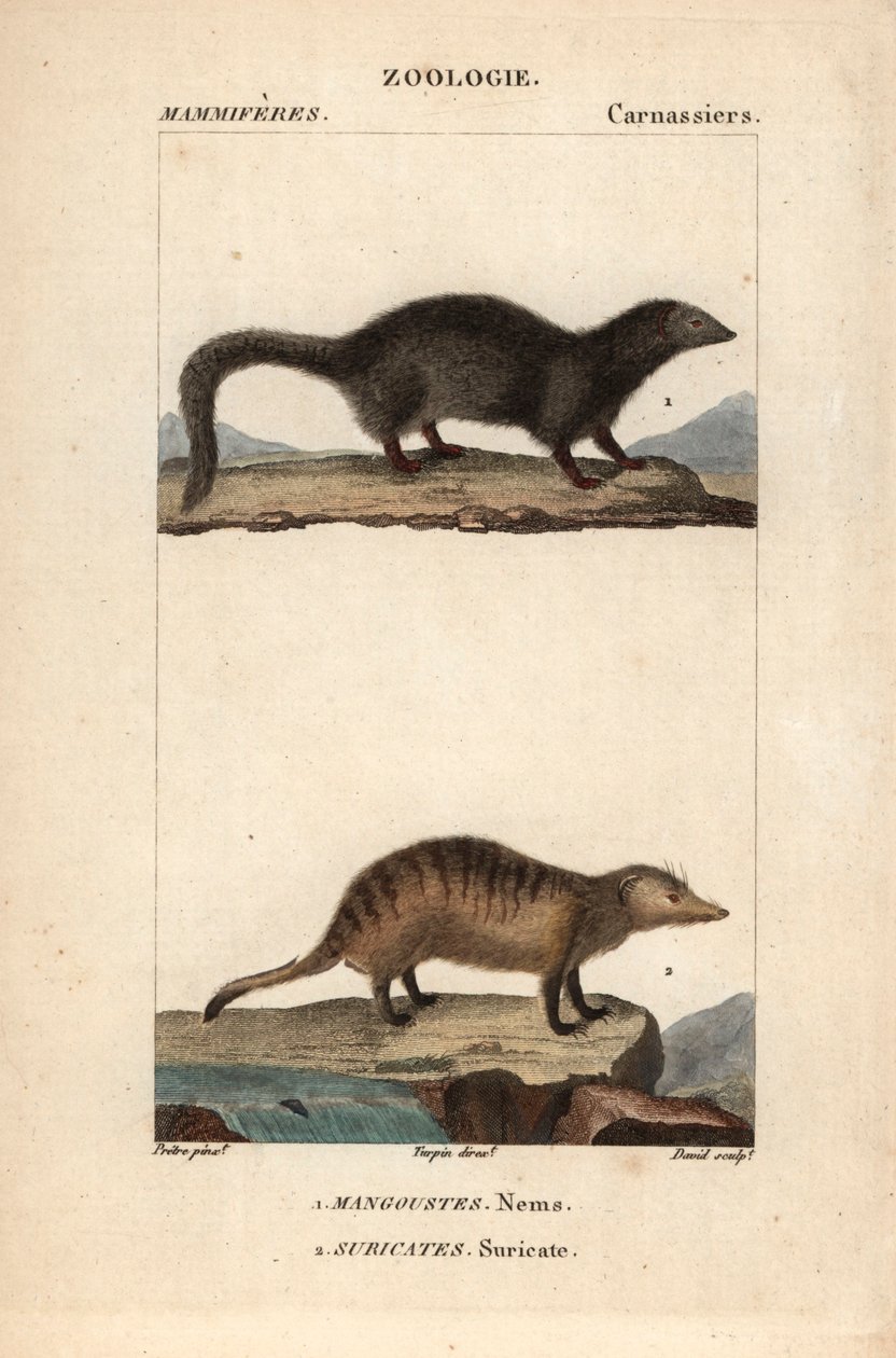 De mangoest en de suricate - Gravure door Jean Gabriel Pretre, gegraveerd door Carnonkel, voor het woordenboek van natuurwetenschappen: zoogdieren door Frederic Cuvier, bewerkt door Pierre Jean Francois Turpin door Unbekannter Künstler