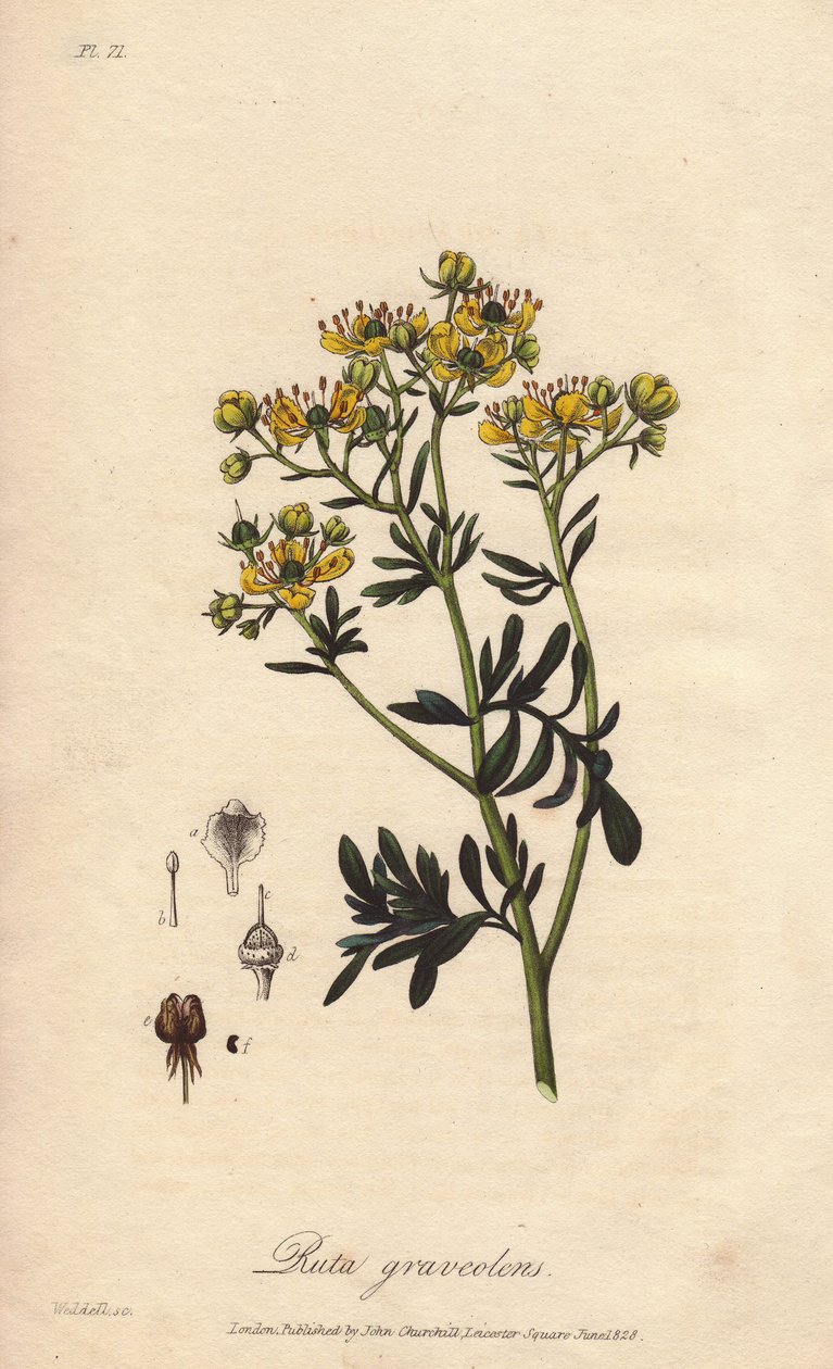 La rue des jardin ou rue fétide (Ruta graveolens) - Water forte door William Clarke ter illustratie van 
