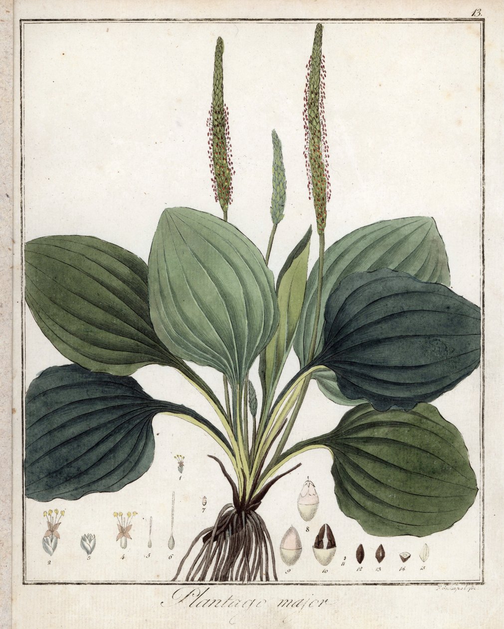 Grote Weegbree of Weegbree Major (of Weegbree van Vogels) - Lithografie door F. Guimpel, afkomstig uit medische botanische door Friedrich Gottlob Haynes (1763-1832), Berlijn door Unbekannter Künstler