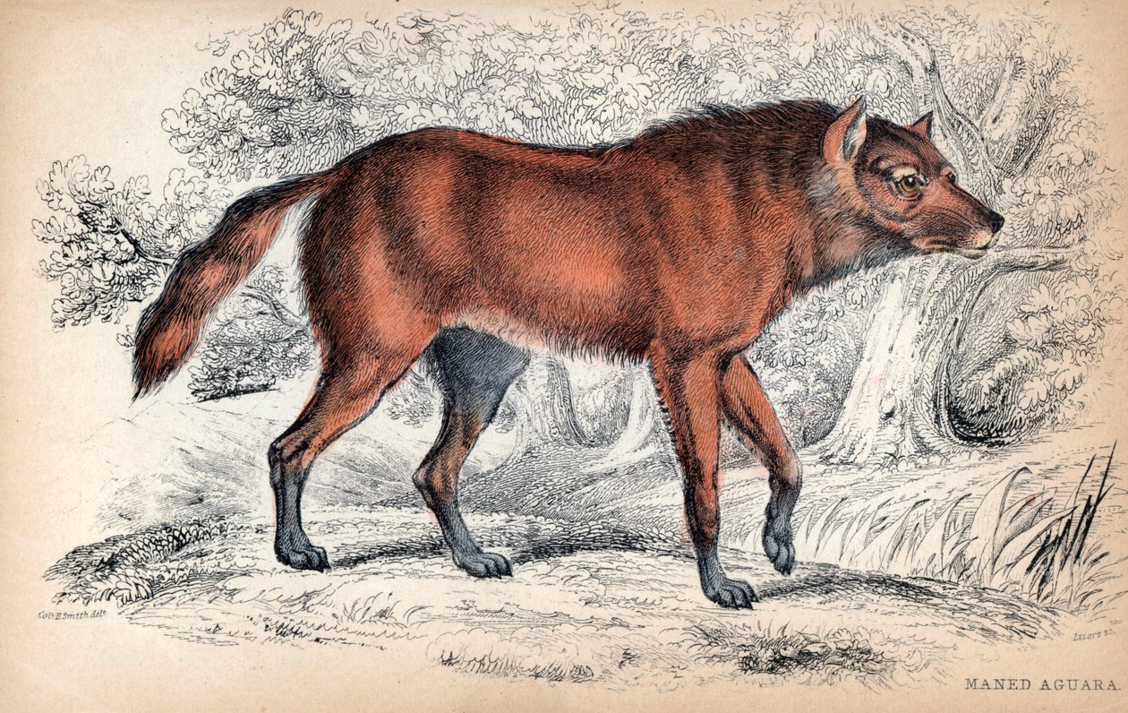 Le loup à crinière, Chrysocyon brachyurus - Lithografie door Kolonel Charles Hamilton Smith ter illustratie van Naturalist