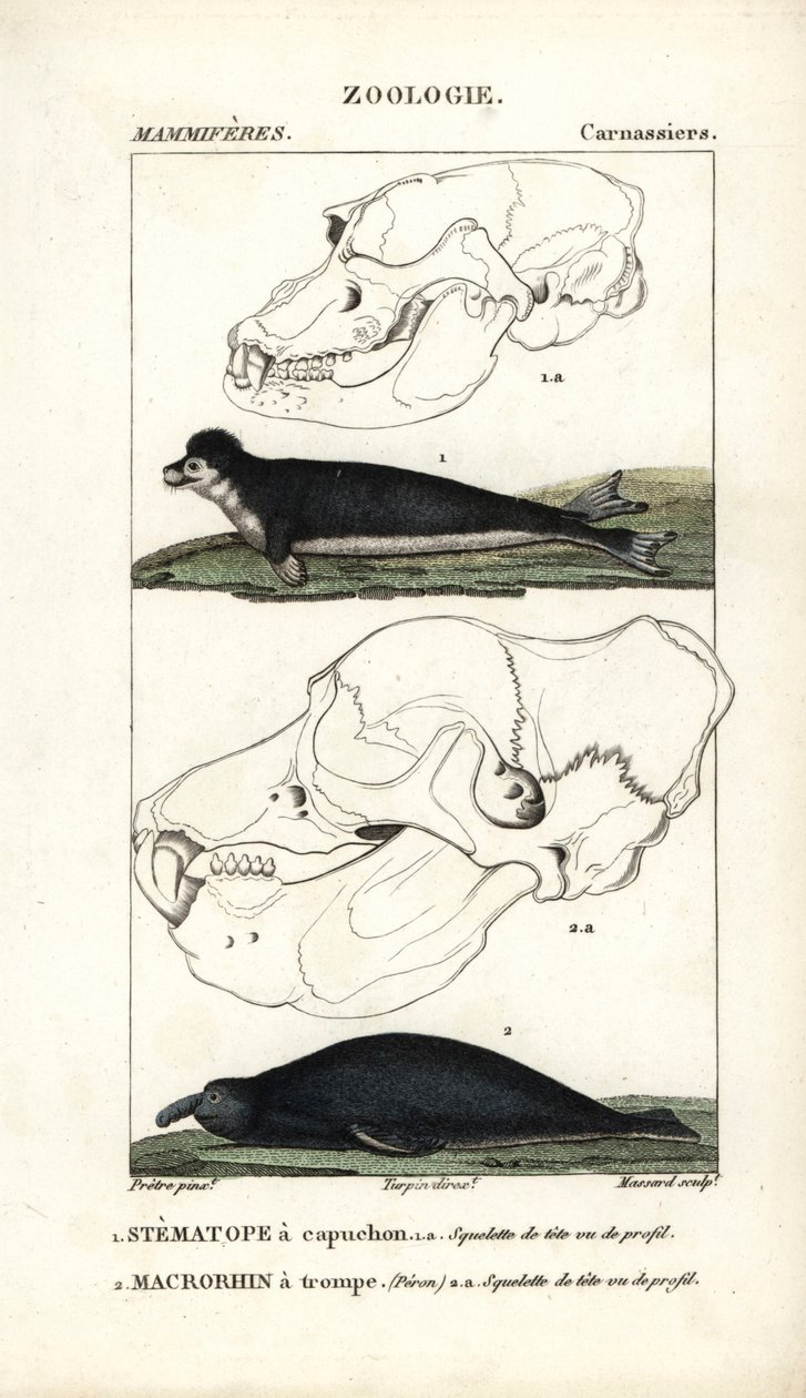 De stematope met kap en de macrorhin met slurf of zeeolifant - Gravure door Jean Gabriel Pretre, gegraveerd door Carnonkel, voor het woordenboek van natuurwetenschappen: zoogdieren door Frederic Cuvier, bewerkt door Pierre Jean Francois Turpin door Unbekannter Künstler