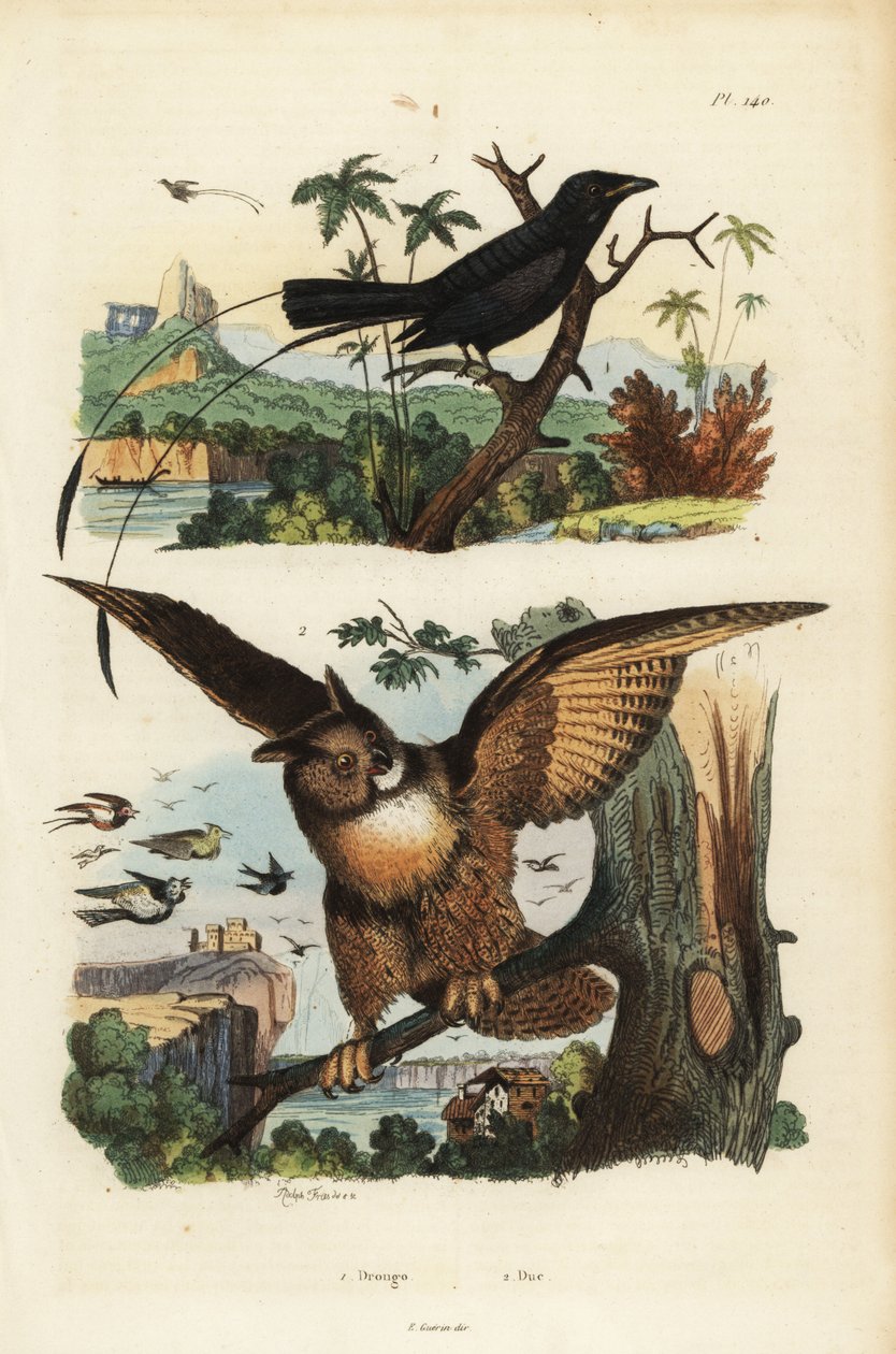 Kleine rakketstaartdrongo, Dicrurus remifer, en Europese oehoe, Bubo bubo door Unbekannt