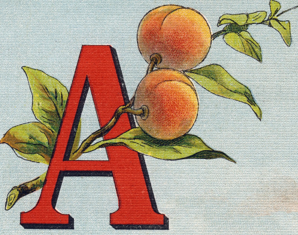 Letter A: abrikoos door Unbekannt