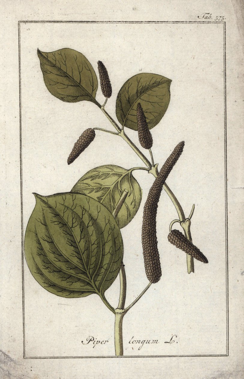 Lange peper (Piper longum). Lithografie uit “Afbeelding der Artseny-Gewassen” door Johannes Zorn (1739-1799), Nederland door Unbekannter Künstler