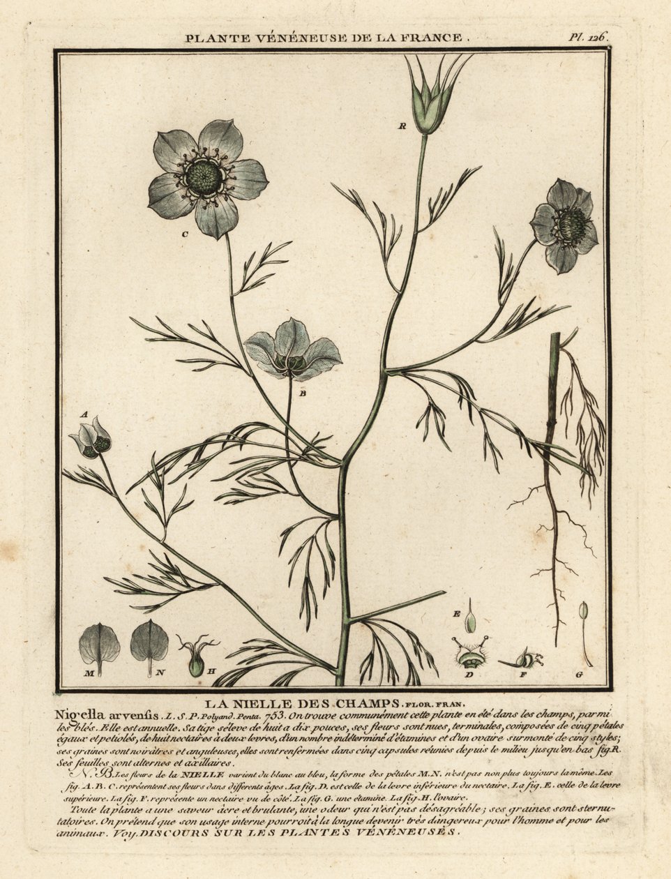 Juffertje-in-het-groen, Nigella arvensis door Unbekannter Künstler