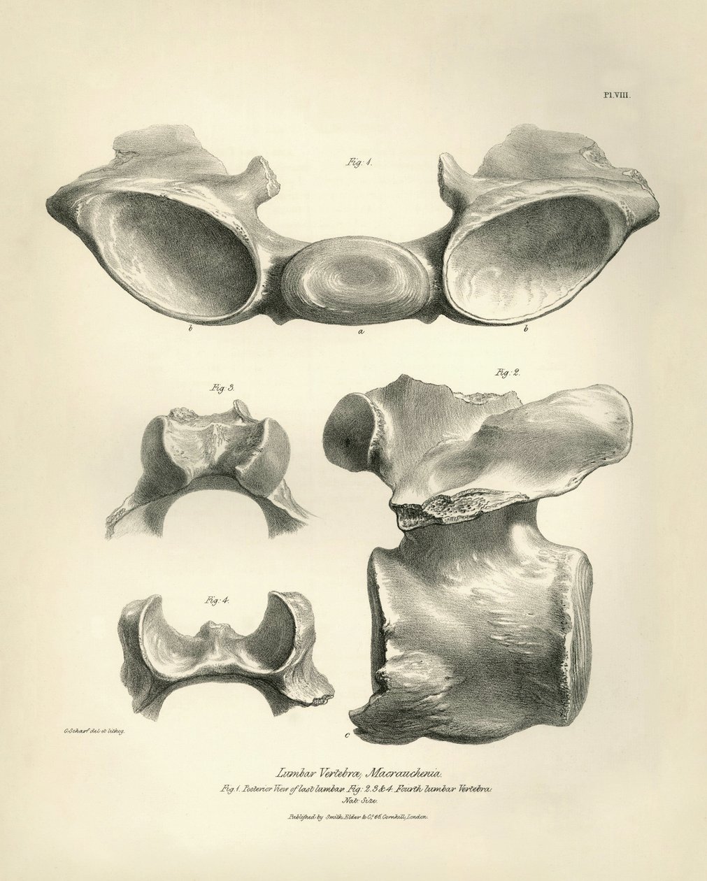 Lendenwervel van Macrauchenia, een prehistorisch dier, gevonden door Charles Darwin tijdens zijn ontdekkingsreis aan boord van de Beagle. 
