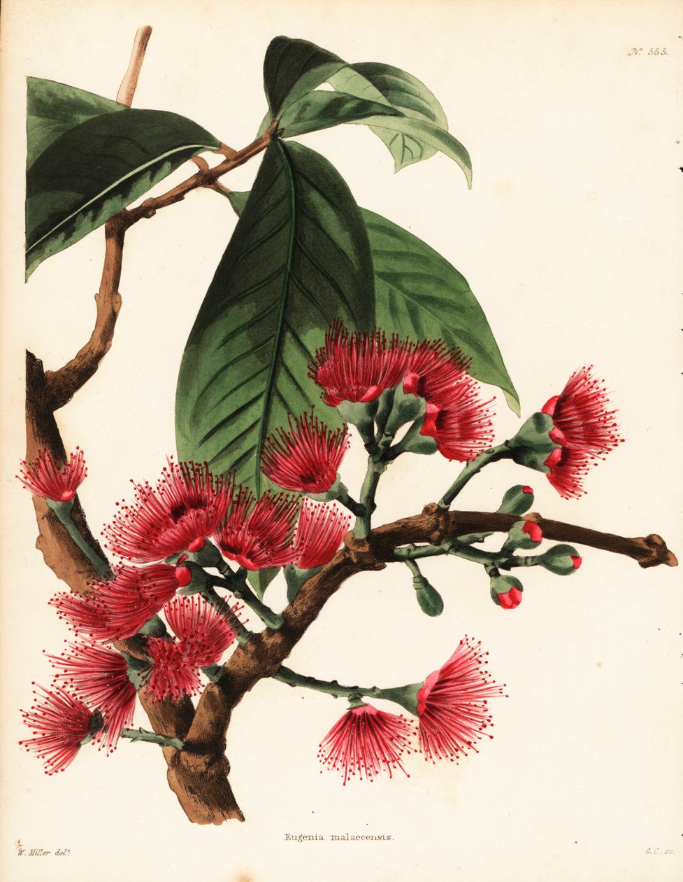 Maleise rozenappel, Syzygium malaccense (Eugenia malaccensis) door Unbekannter Künstler