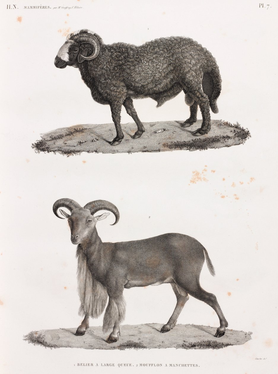 Zoogdieren: een ram met een grote staart en een Barbarijs schaap door Unbekannt