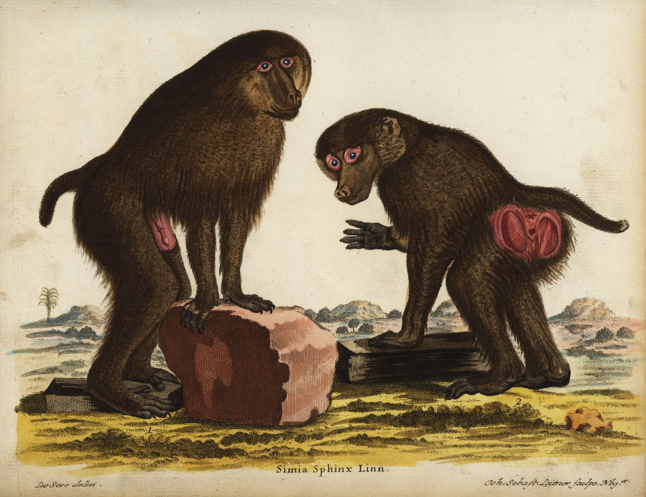 Mandrill, Mandrillus sphinx. Kwetsbaar. Simia sphynx Linn. Handgekleurde kopergravure door Johann Sebastian Leitner naar een illustratie van Jacques de Seve uit Johann Christian Daniel Schreber