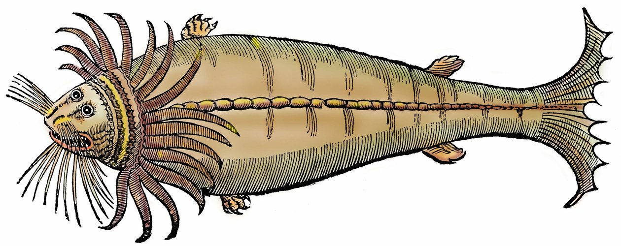 Zeemeeuw, xylografie uit "Paralipomena accuratissima historiae omnium animalium quae in voluminibus Aldrovandi desiderantur" door Bartholomaeus Ambrosinus door Unbekannter Künstler